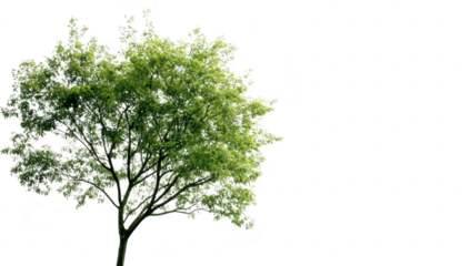 A solitary green tree stands against a soft. white background. symbolizing tranquility and natures beauty. ideal for use in environmental themes or minimalistic designs