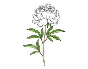 Detailed line drawing of a white peony