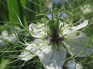 Zbliżenie na kwiat rośliny z gatunku nigella © Kumulugma