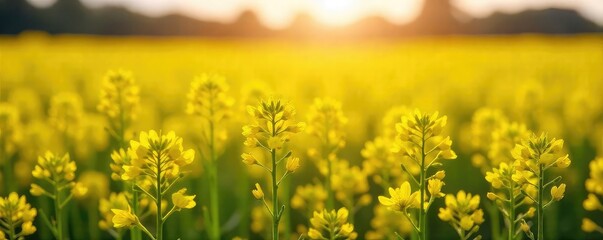 Vibrant field of rapeseed flowers in full bloom, bathed in golden sunlight A stunning display of nature's beauty, perfect for spring and summer themes , countryside, close-up, vibrant yellow