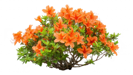 Vibrant orange azalea bush in full bloom lush green foliage. set against a clean white background. perfect for floral design projects or nature-related themes