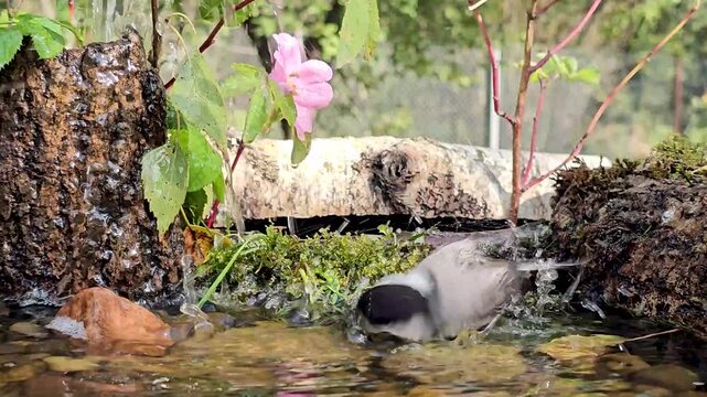 Brown-headed nut, or puffy (lat. Poecile montanus), a small mobile titmouse swimming in a pond.