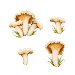 Various types of mushrooms illustrated with natural colors and fine details in a simple layout