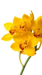 Fototapeta premium Close-up of vibrant yellow orchids (2)