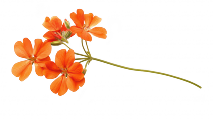 A orange flower with delicate petals gracefully arranged on a clean white background. its natural beauty. perfect for floral design or nature-themed projects