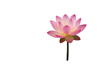 Fototapeta premium Pink lotus flower with soft pink and yellow petals, isolated style, white background, concept of purity and tranquility. Ai generative