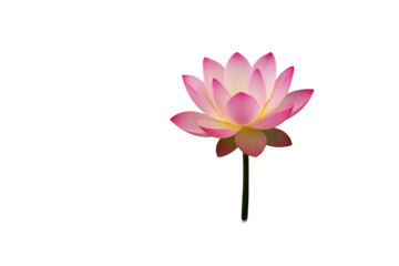 Pink lotus flower with soft pink and yellow petals, isolated style, white background, concept of purity and tranquility. Ai generative