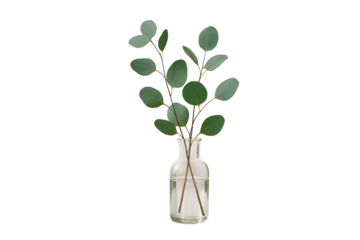 Eucalyptus plant in transparent glass vase isolated on white background, clean design concept for creative botanical layout or floral template. Ai generative