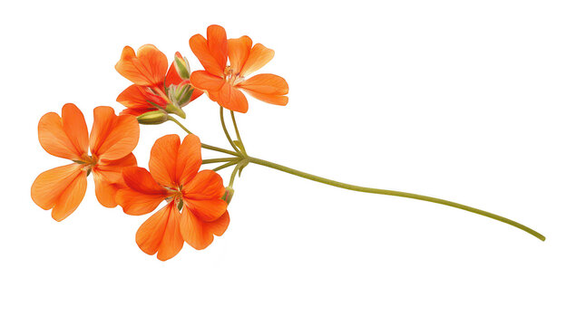 A orange flower with delicate petals gracefully arranged on a clean white background. its natural beauty. perfect for floral design or nature-themed projects