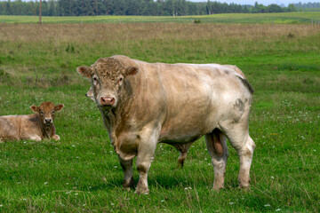 Fototapeta premium Beautiful beef bulls outdoors, grazing in a field.