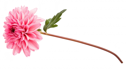 A delicate pink chrysanthemum flower gracefully extends its slender stem. its intricate petals against a clean white background. perfect for floral designs or nature-themed projects
