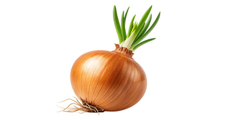 Realistic 3D Render of Sprouting Brown Onion on Transparent Background
Fresh Organic Brown Onion with Green Shoots – 3D Illustration Isolated PNG