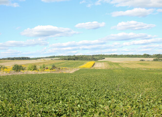 green field and blue sky