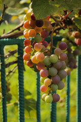 grapes on vine