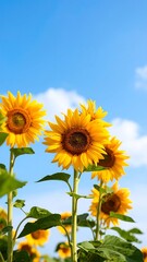 Fototapeta premium Bright sunflowers against a clear blue sky