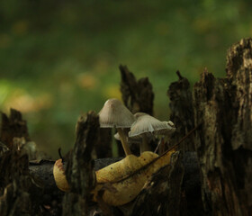 mushroom in the forest