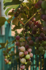 bunch of grapes