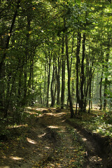 footpath in the woods