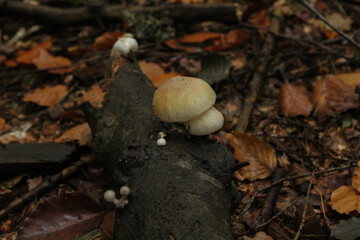 mushroom in the forest