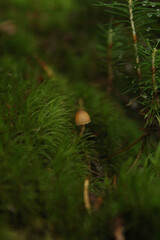 mushroom in the forest