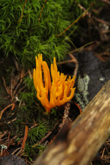 yellow mushroom on a tree