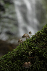 mushroom in the forest
