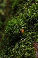 mushroom in the forest