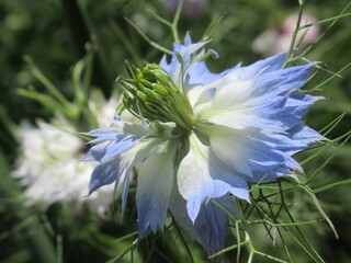 Zbliżenie na kwiat rośliny z gatunku nigella © Kumulugma