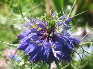 Zbliżenie na kwiat rośliny z gatunku nigella © Kumulugma