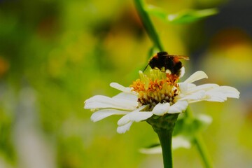 Bumblebee on top of wild summer flower in the garden close macro detail 