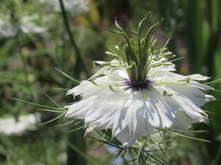 Zbliżenie na kwiat rośliny z gatunku nigella © Kumulugma