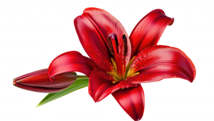 A red lily flower in full bloom. its intricate petals and rich colors. set against a clean white background. ideal for nature-themed designs or floral arrangements