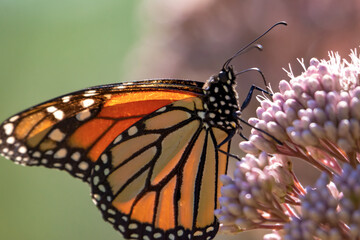 Monarch butterfly (Danaus plexippus) nectaring on pink Swamp Milkweed (Asclepias incarnata) in Waukesha County, Wisconsin.