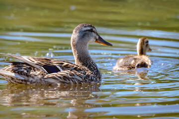 Mallard hen and duckling (Anas platyrhynchos) swimming on a sunny Wisconsin river in July.