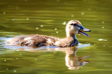 Downy Mallard duckling (Anas platyrhynchos) swimming on a river in Waukesha County, WI, in July.