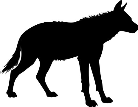 Silhouette of a canid