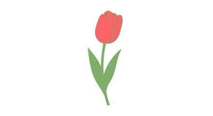 Obraz premium Single tulip blossom with stem and leaves