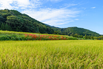 稲穂の田んぼと彼岸花が彩る秋の里山風景