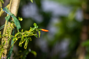 A single small orange chili pepper on a green plant branch