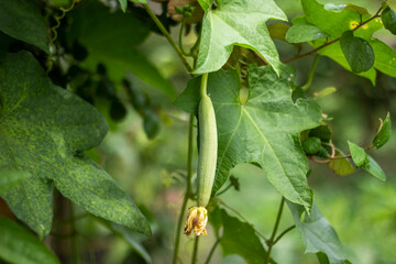 A young gourd hangs from a vine surrounded by green leaves
