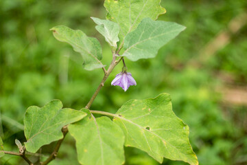 A delicate purple eggplant flower blooms on a leafy green plant