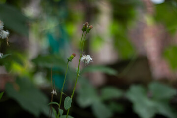 A delicate white wildflower blooms against a soft green blurred background