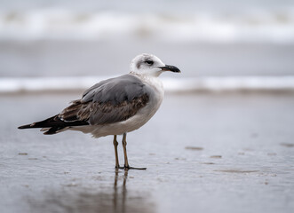 Seagull standing on a sandy beach near ocean waves in a peaceful coastal scene