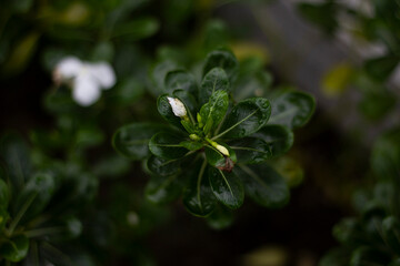 A closeup view of a small green plant with a tiny white flower bud