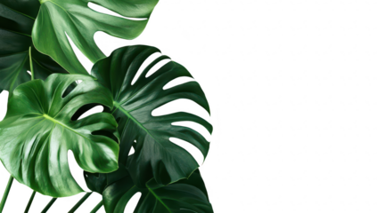 A arrangement of lush green monstera leaves positioned elegantly against a clean white background. natures beauty. perfect for botanical decor or design projects
