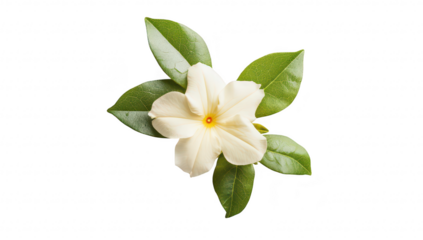 A delicate white flower with green leaves. elegantly arranged on a smooth white surface. creating a serene and minimalistic aesthetic. perfect for nature-themed projects or backgrounds