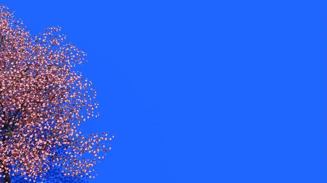 Video Cherry blossom tree animation against a vivid blue background pattern