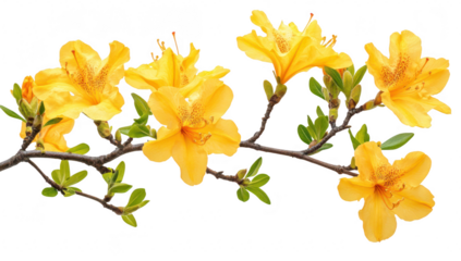 A branch of yellow flowers in full bloom. their delicate petals and lush green leaves against a clean white background. perfect for nature-themed projects