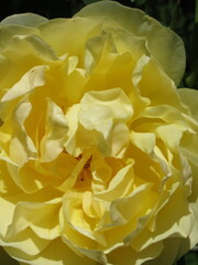 Zbliżenie na kwiaty róży © Kumulugma