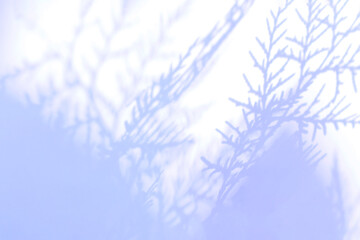Fir branches shadow on a white background. Botanical Christmas background.